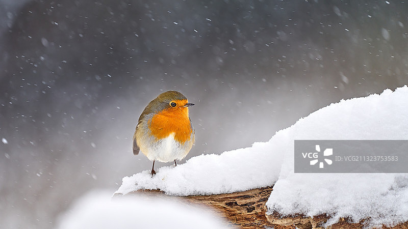 知更鸟栖息在雪地特写，荷兰马里奥豪特图片素材