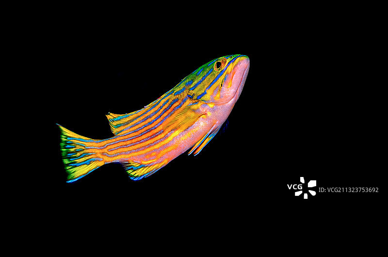 黑色背景下的热带咸水鱼特写图片素材