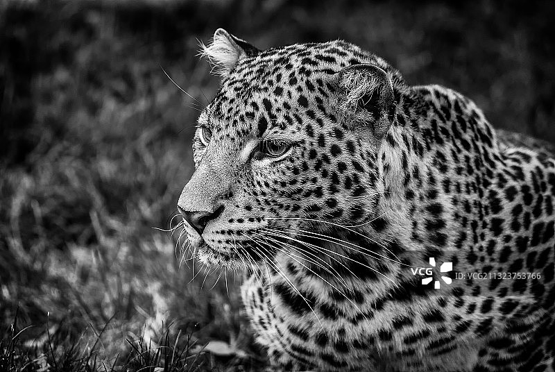 捷克共和国的豹子侧面特写图片素材