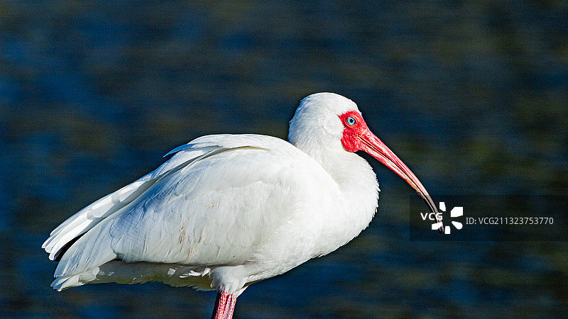 美国佛罗里达州棕榈港湖上栖息的苍鹭特写图片素材