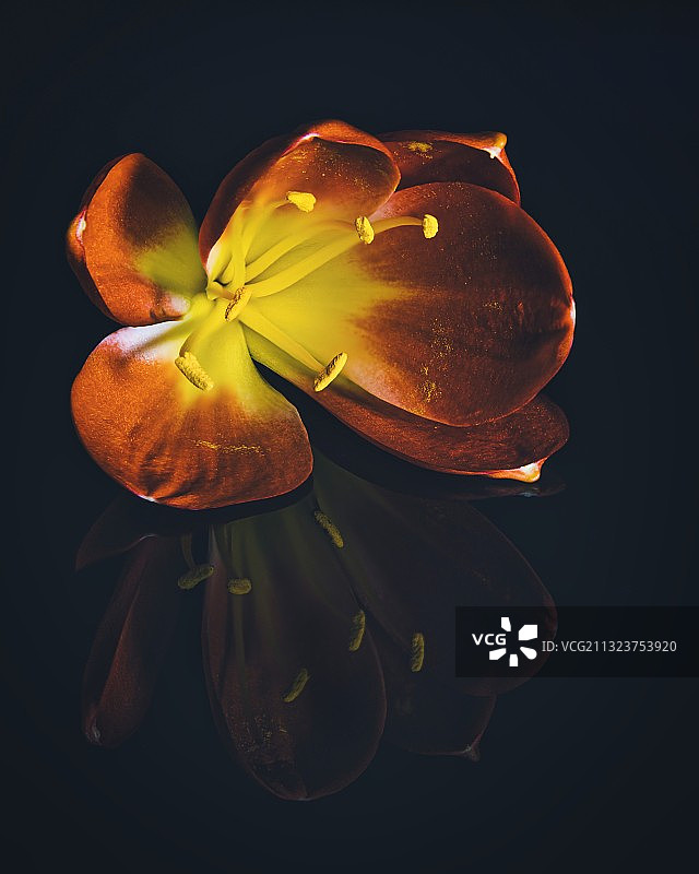 黑色背景下的花朵特写图片素材