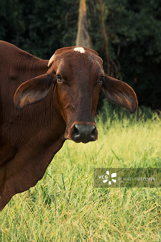 奶牛站在田野上的肖像图片素材