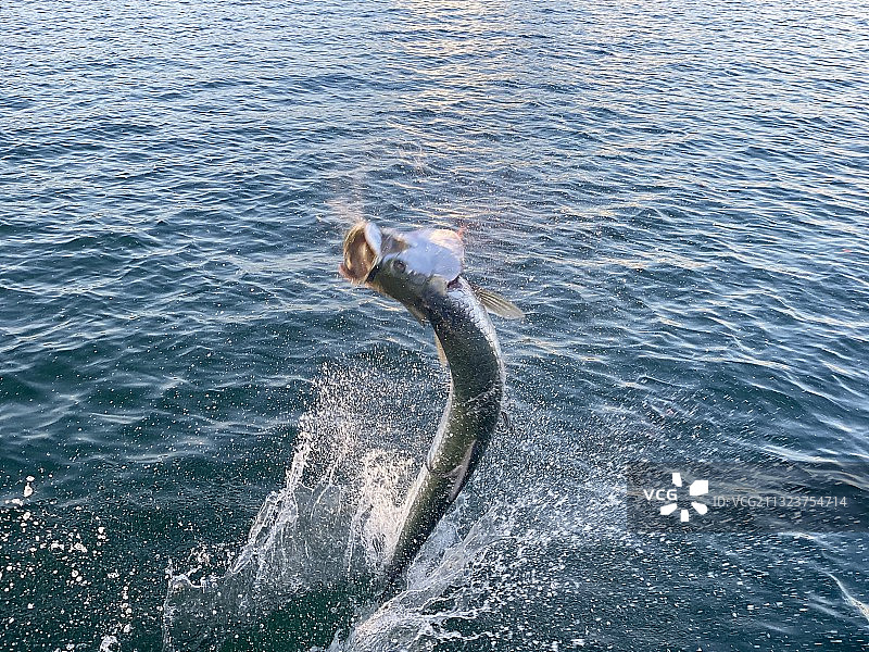 男人在美国弗莱明岛冲浪图片素材