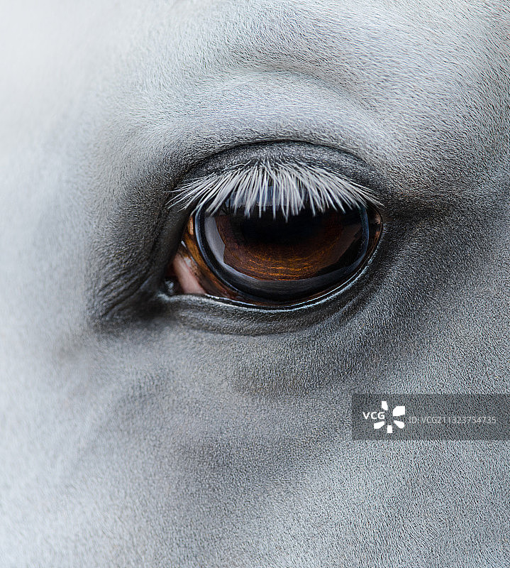 马眼特写图片素材