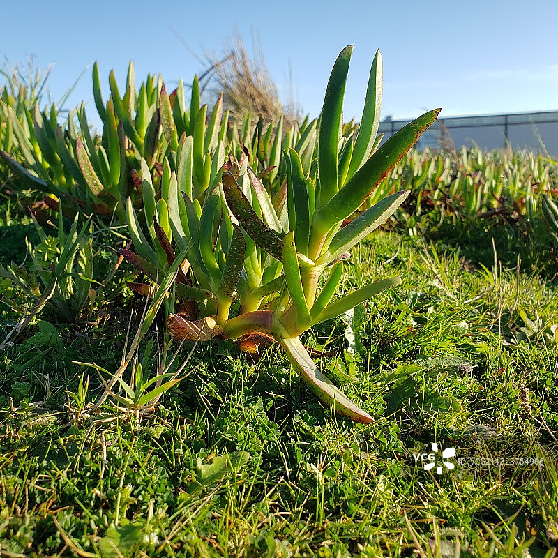 天空背景下的田野绿植图片素材