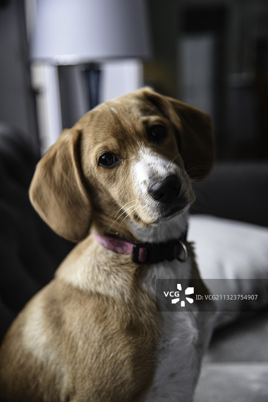 比格犬坐在家里的特写肖像图片素材