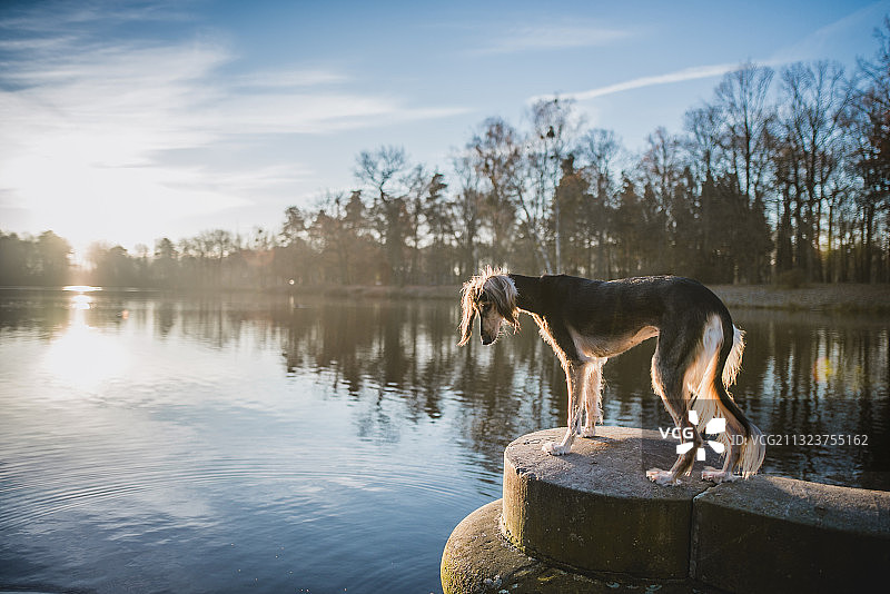 波兰湖上码头上萨路基犬的侧视图图片素材