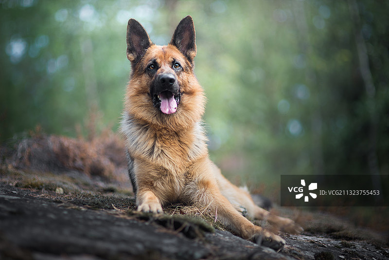 在挪威哈卡达森林中坐在原木上的纯种狗肖像图片素材