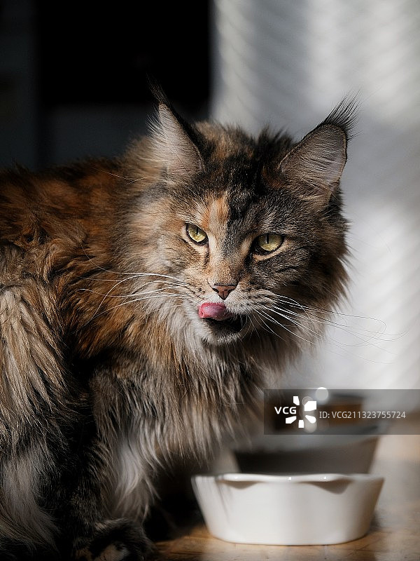 猫的特写看着别处图片素材