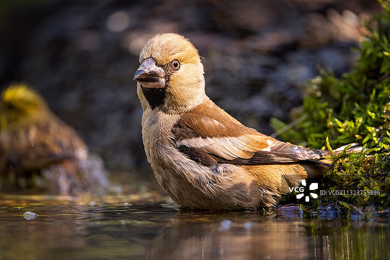 蜡嘴雀图片素材