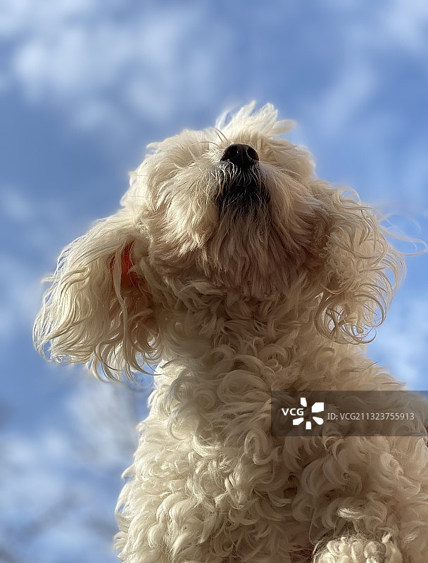 仰视贵宾犬图片素材