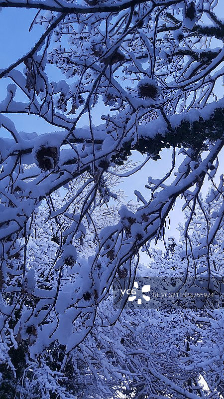 土耳其雪树低角度景观图片素材