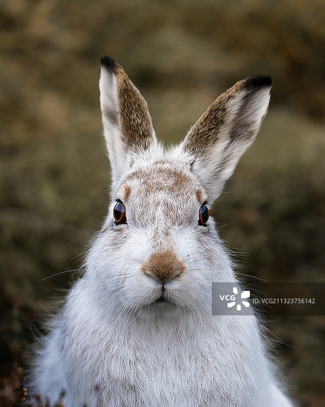 兔子的特写肖像，英国图片素材