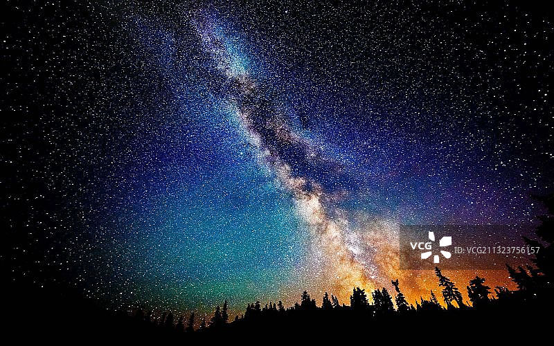 夜空下树木剪影仰视图图片素材