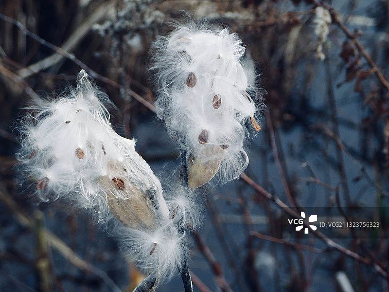 白色蒲公英花朵特写图片素材