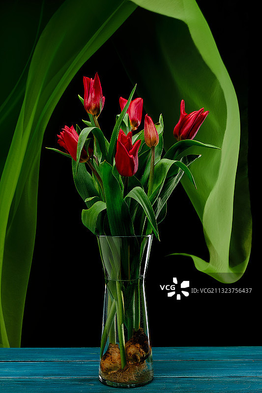 黑色背景下，花瓶中的花卉特写图片素材