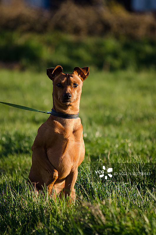 小鹿犬草地坐姿肖像图片素材