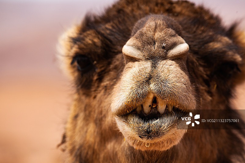 摩洛哥马拉喀什的单峰骆驼的特写图片素材
