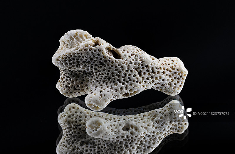 萨尔瓦多拉利伯塔德圣特克拉黑色背景蘑菇特写图片素材