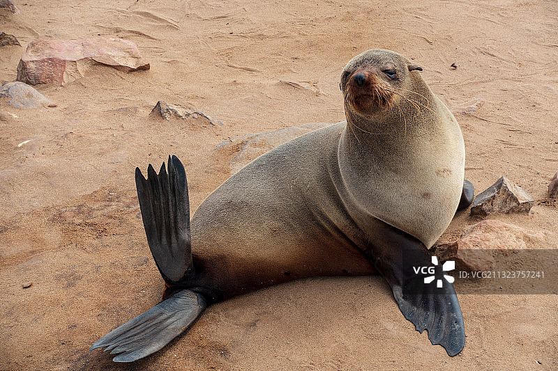 海滩岩石上的海豹特写图片素材