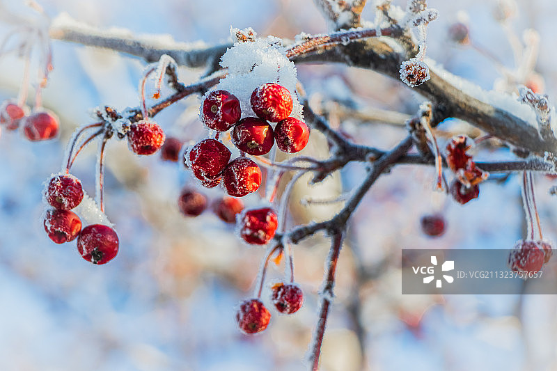 冬季树上生长的浆果特写，加拿大的渥太华图片素材
