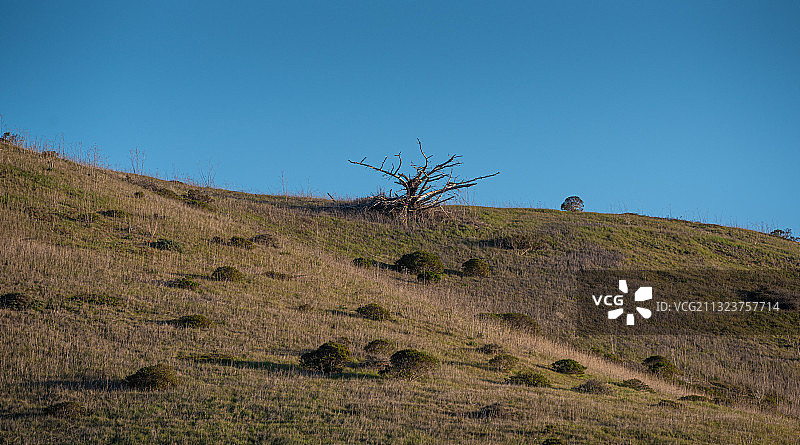 美国蓝天下的树木低角度景观图片素材