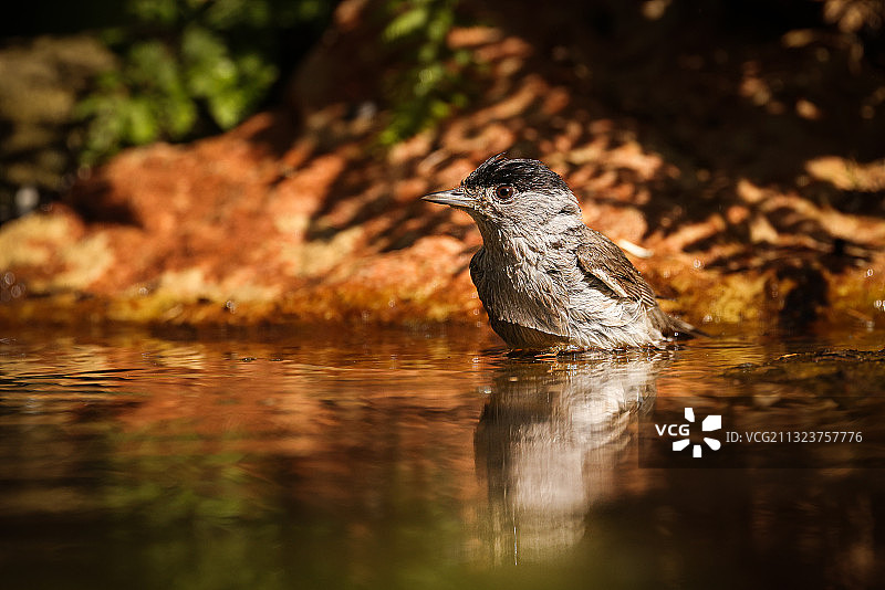 欧亚黑头莺类图片素材