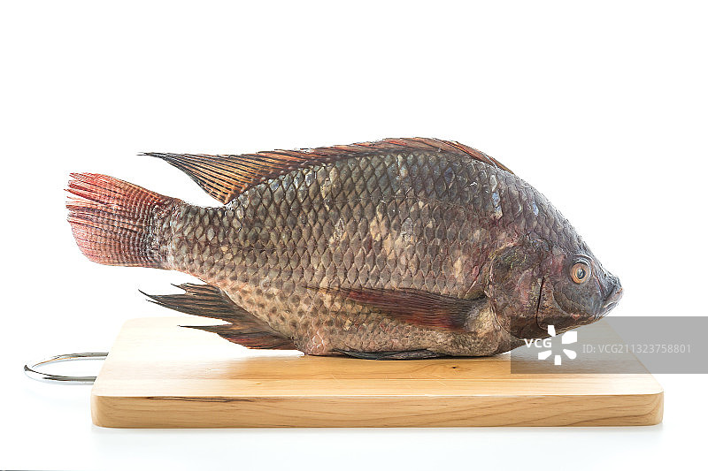 白色背景下的鱼特写图片素材