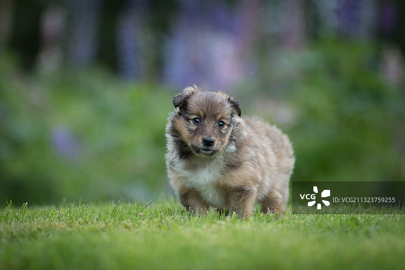 草地上的小狗肖像图片素材