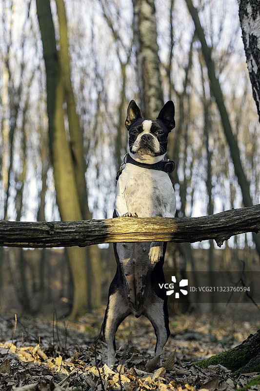 波兰维利奇卡森林中坐在树干上的波士顿梗犬图片素材