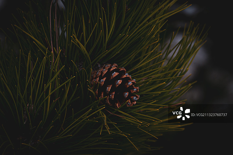 匈牙利索普朗的松树上的松果特写图片素材