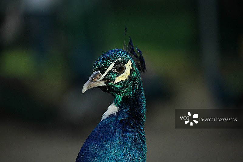 孔雀 苏州图片素材