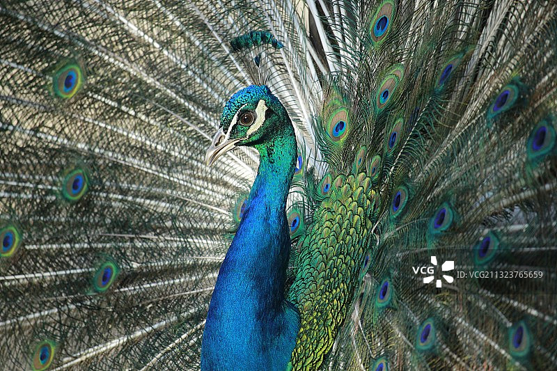 孔雀园-孔雀 苏州图片素材