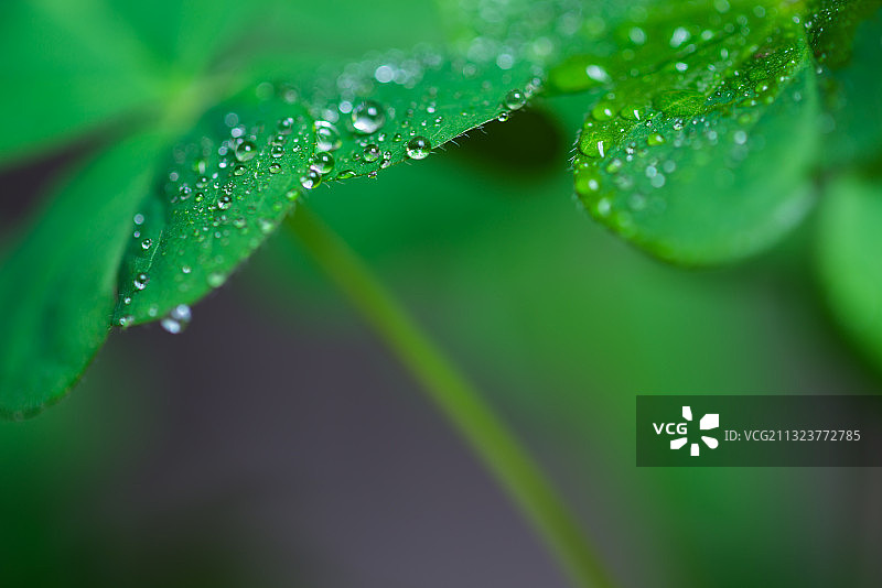 三叶草露珠图片素材