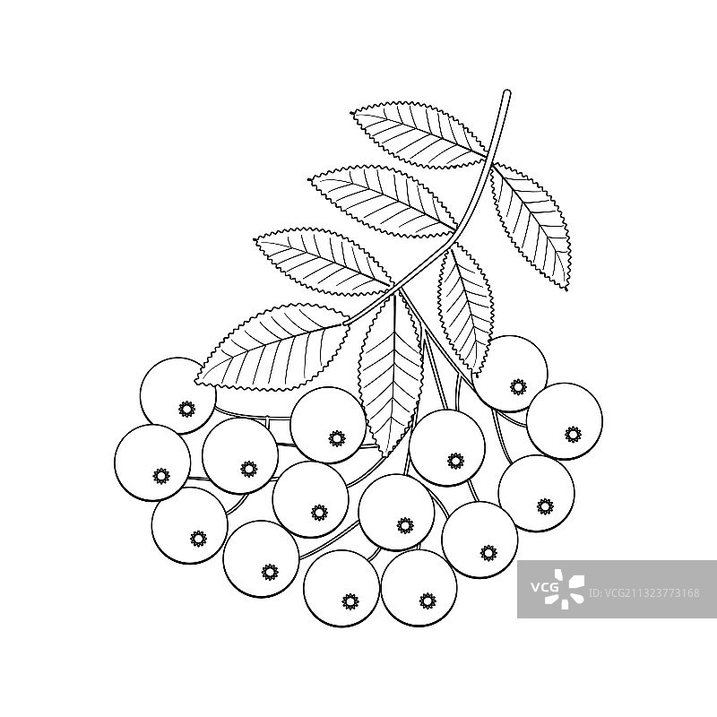孤立的 rowanberry 树枝图片素材