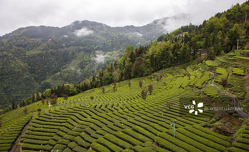 云雾山中出好茶图片素材