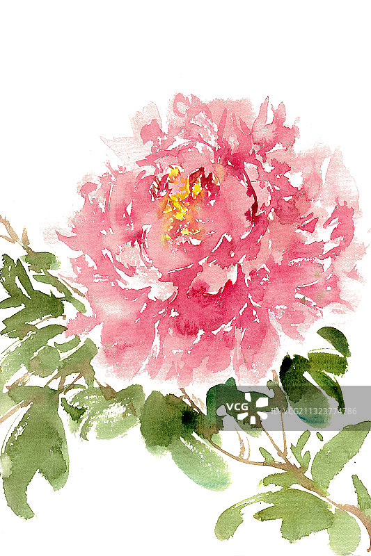 鲜艳的牡丹花图片素材