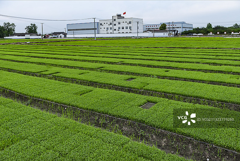 绿绿的田野图片素材