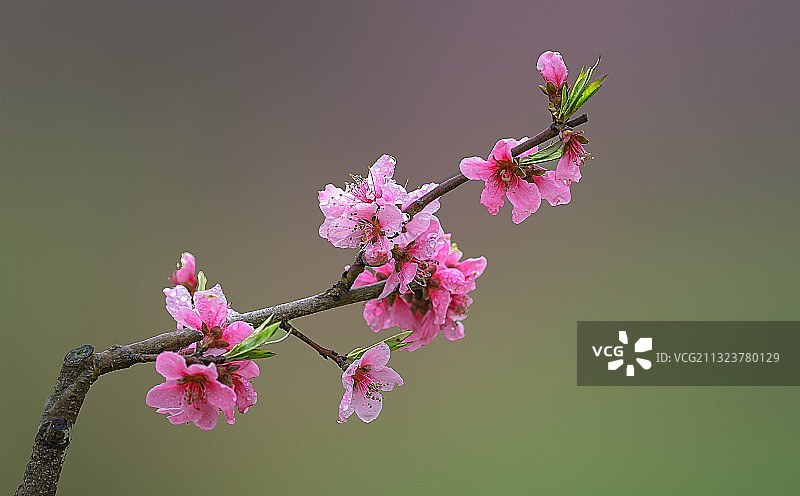 桃花红图片素材