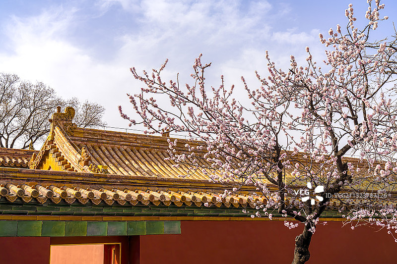 北京故宫慈宁宫赏花图片素材