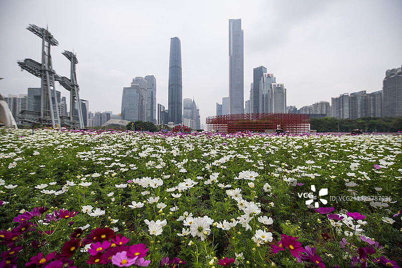 中国广州城市天际线和海心沙亚运公园的波斯菊图片素材