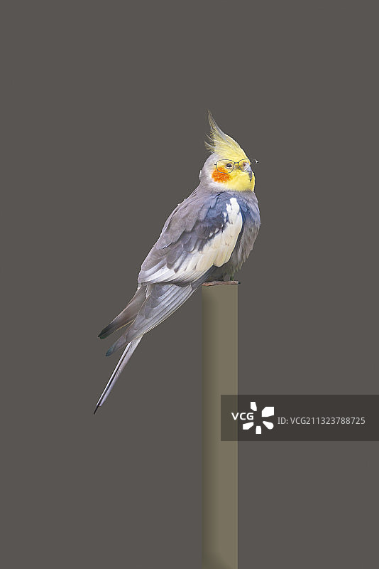 鸟类中的学究，戴眼镜的鸟图片素材