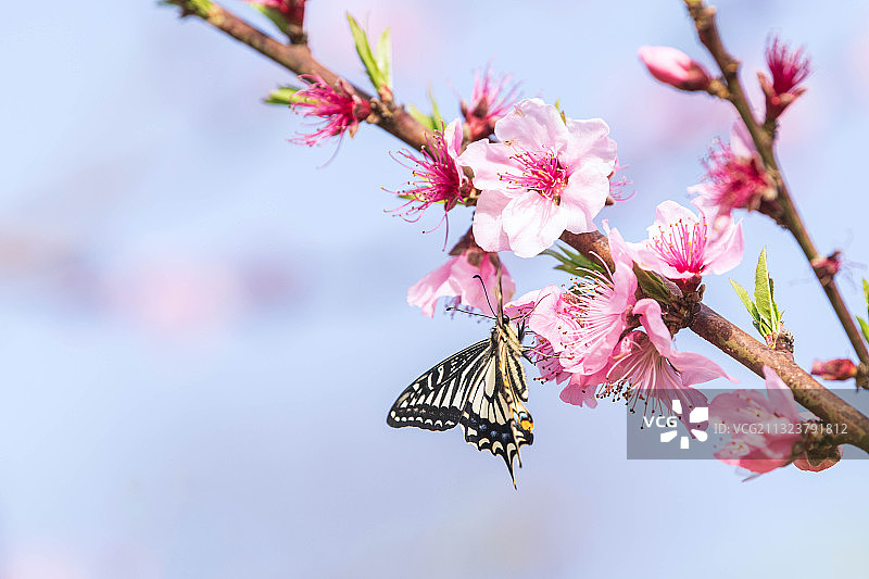 蝶恋花图片素材