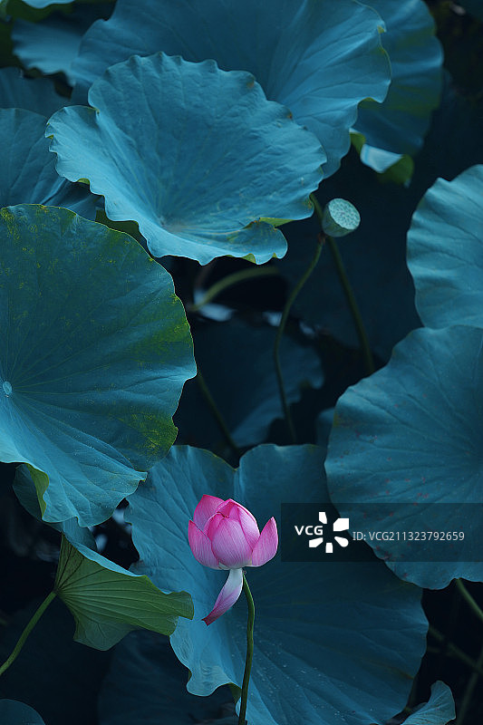 仅一朵花,池塘,荷花图片素材