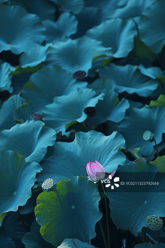 仅一朵花,池塘,荷叶,花蕾图片素材