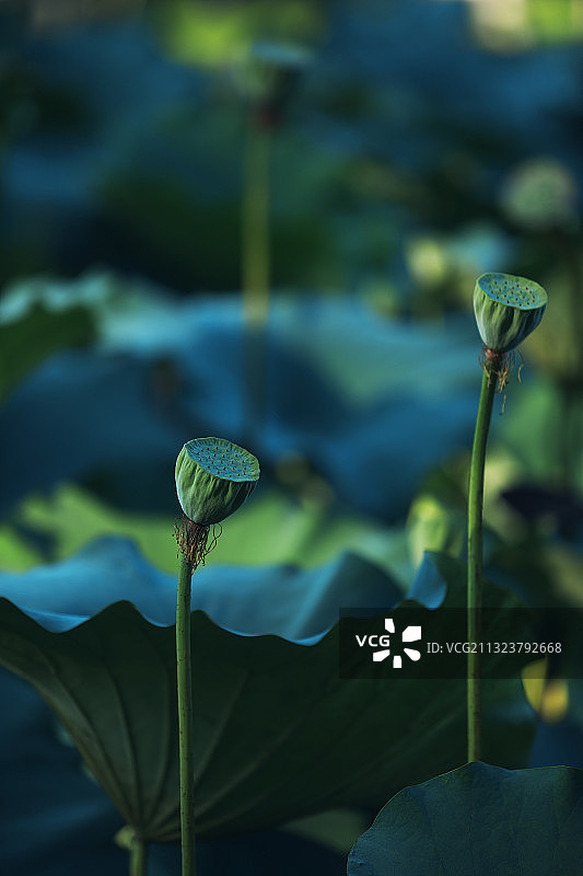 池塘里的莲蓬图片素材