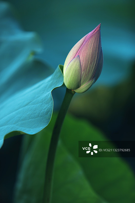 一支含苞待放的荷花,含蓄美图片素材