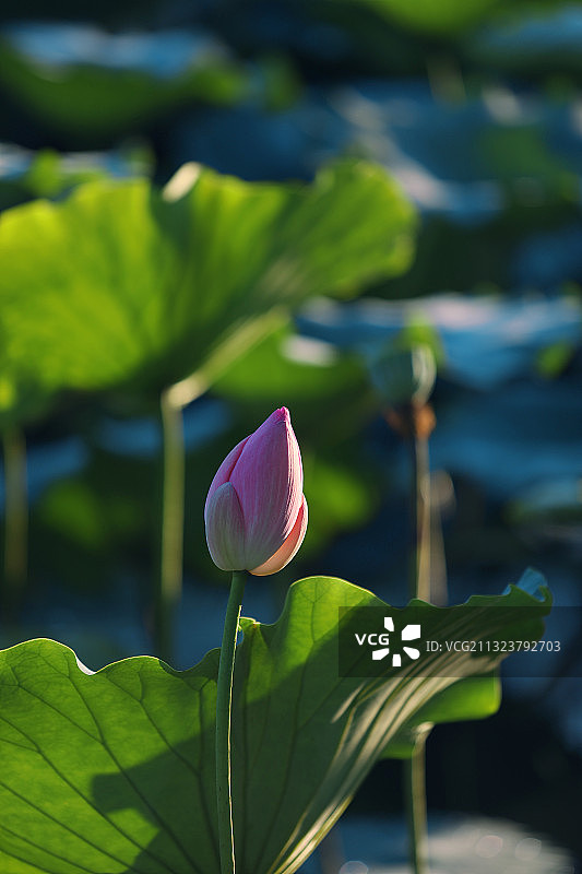 一支含苞待放的荷花图片素材
