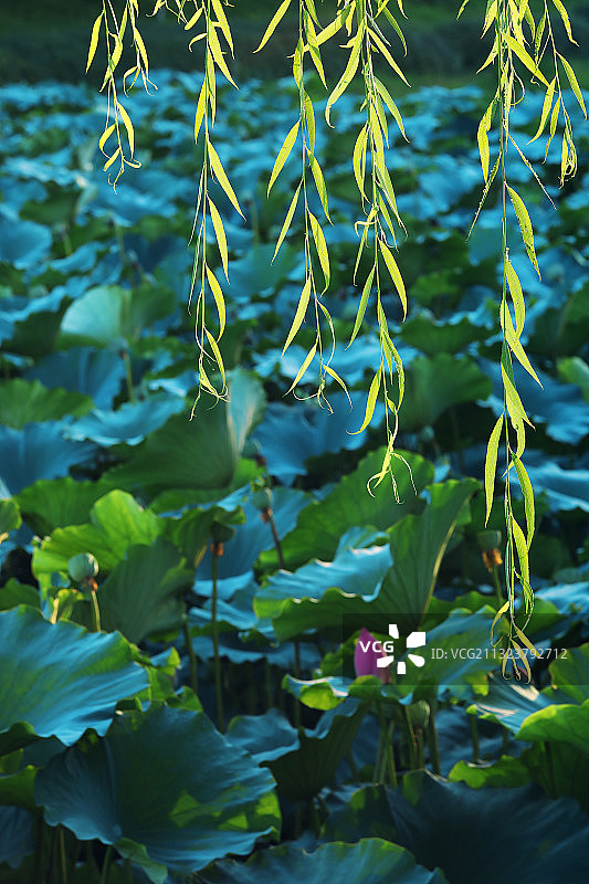 夏至,绿色,荷花,垂柳图片素材