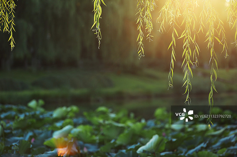 夏至,逆光,荷花,垂柳图片素材